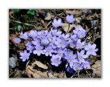 149 Hepatica nobilis