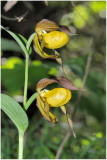 2933 Cypripedium calceolus