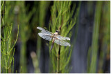 Libellula quadrimaculata