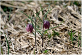 2848 Fritillaria meleagris