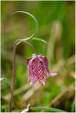 2848 Fritillaria meleagris