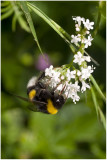 Bombus terrestris