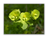 1324 Euphorbia amygdaloides