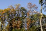 sur le front de l'autumne