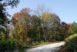 allée forestière dégagée