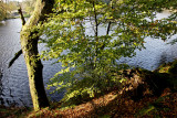 En bordure d'étang
