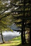 En bordure d'étang