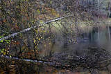 Etang de l'âne