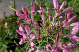 Cleome spinosa (pungens)