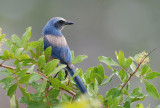 Florida Scrub-Jay