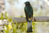 Violaceous Trogon