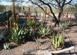 Aloes - removed