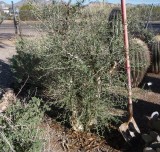 Baja Elephant Tree - Pachycormis discolor removed. Died from freeze 2010, 2011