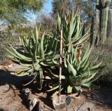 Aloe speciosa hybrid - removed