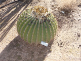 Echinocactus platyacanthus - removed