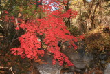 Bigtooth Maple Tree