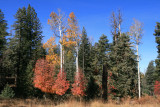 Aspen and Bigtooth Maple along the road to Bear Canyon Lake