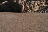 50 gallon drum embedded in the mud on the bottom of First Water Canyon