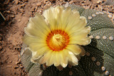 Sand Dollar Cactus in the Cactus Display House