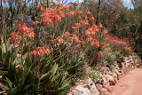 Aloes