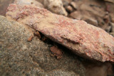 Red Spotted Toad