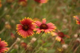 Blanket Flower in the Demonstration Garden