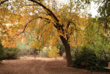 Chinese Pistachio Tree across from the Herb Garden