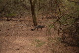 Gray Fox by the Chilian Palo Verde Trees