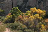 Cottonwoods in Queen Creek