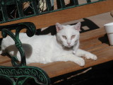 Alaska was adopted from Animal Control as a young cat