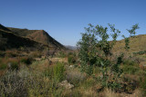 Tobacco Tree, a non-native, growing along the 2005 burn area of Silver King Wash