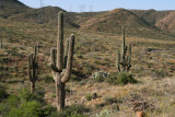 Saguaros that survived the Peachville Fire that burned this area in July 2005