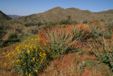 Brittlebush and mallow grew back after the fire