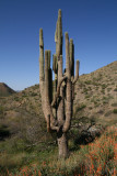 This giant Saguaro survived the fire