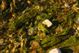 Algae in Silver King Creek