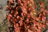 Canaigre - Rumex hymenosepalus