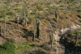A group of Saguaros that survived the Peachville Fire of 2005