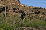 Large Saguaro with many arms