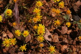 Goldfields - Lasthenia chrysostoma