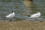 CASPIAN TERN