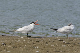 CASPIAN TERNS