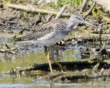 LESSER YELLOWLEGS