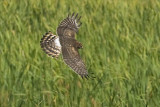 NORTHERN HARRIER