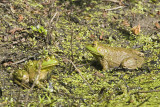 TREE FROG - - HERON FOOD