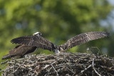 IMMATURE OSPREY EXTENDS ITS WINGS