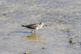 PECTORAL SANDPIPER