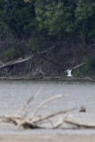 CASPIAN TERN