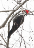 PILEATED WOODPECKER