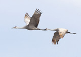 SANDHILL CRANES