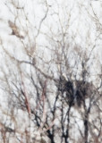 BALD EAGLE ABOVE THE NEST